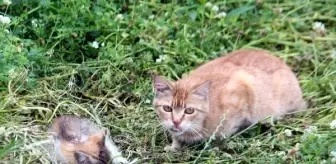 Kargaların saldırısına uğrayan yavru kedi kurtarıldı
