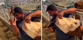 İneğe alkol şişesinde sıvı veren çiftlik çalışanı tutuklandı! Meğer uyuşturucu suçundan aranıyormuş