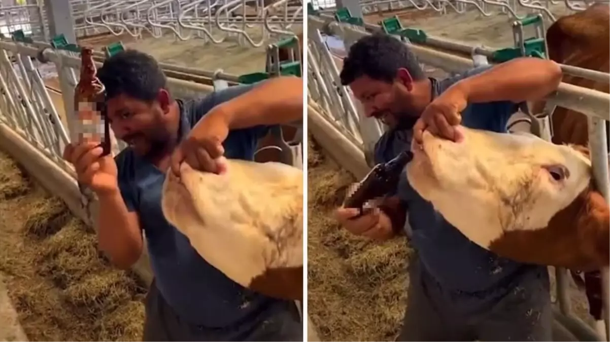 İneğe alkol şişesinde sıvı veren çiftlik çalışanı tutuklandı! Meğer uyuşturucu suçundan aranıyormuş