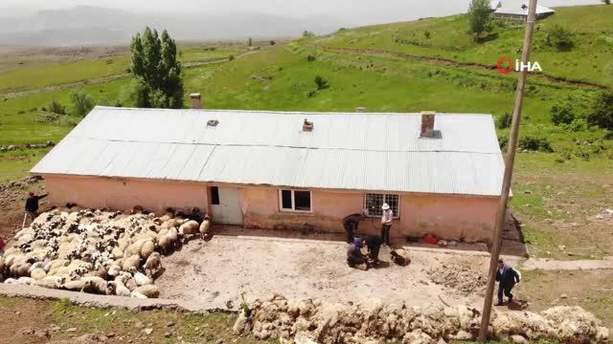 Muş'ta Koyun Kırkma Mesaisi Başladı: Teknolojiyle Hayat Kolaylaştı