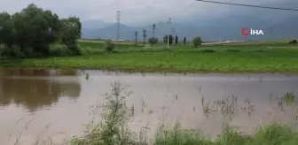 Sandıklı'da sağanak yağış tarım arazilerine zarar verdi