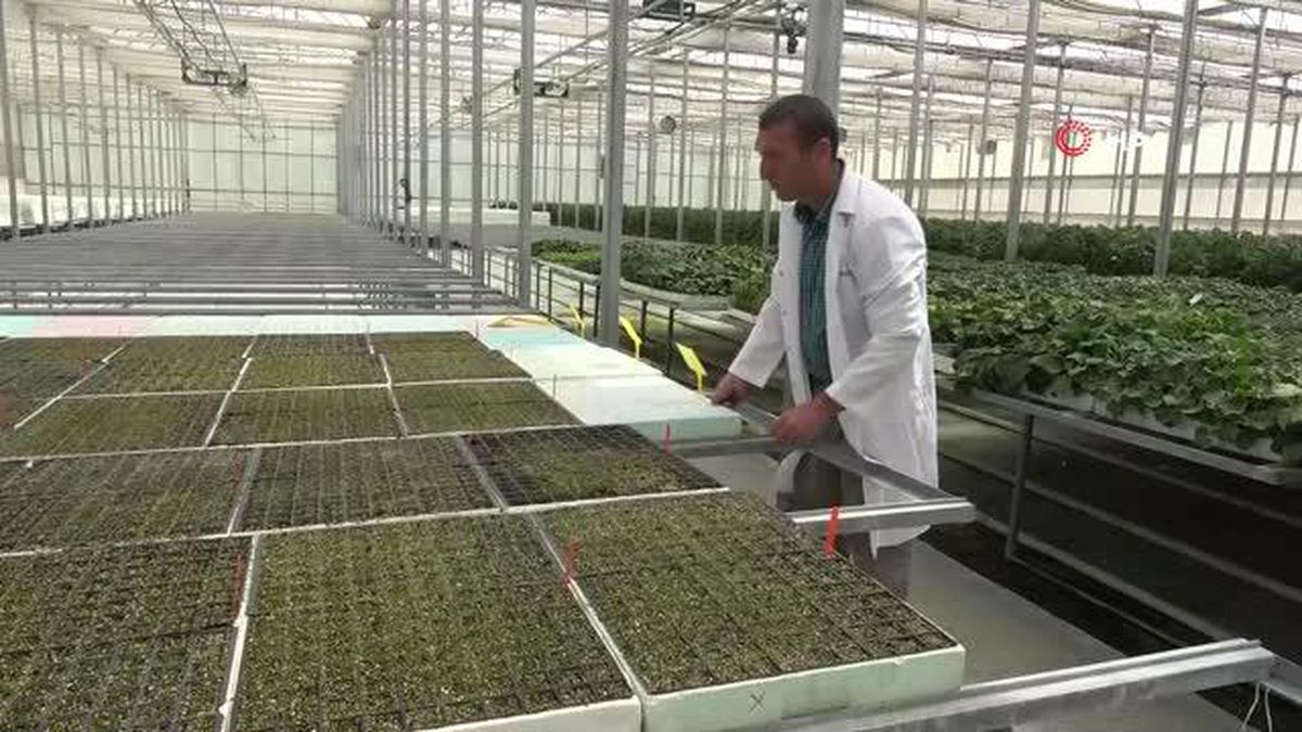 Topraksız Tarım Çalışmalarında Son Durum