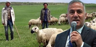 Ankara Damızlık Koyun Keçi Yetiştiricileri Birliği Başkanı'ndan hükümete çağrı: Mülteci çoban istiyoruz