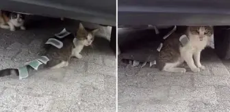 Bunu yapan insan olamaz! Sokak kedisine ağda bantlı işkence