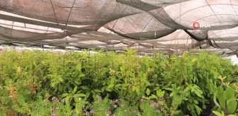 Muğla Büyükşehir Belediyesi Kadın Üreticilerin Çiçek Üretimini Destekliyor