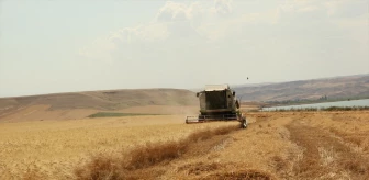 Siirt'te buğday hasadı başladı