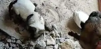 Kanalizasyon borusuna atılan yavru köpekler itfaiye ekipleri tarafından kurtarıldı