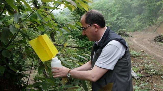 3 ilde kestane ormanlarını istila eden ''''''''''''''''katil arı''''''''''''''''ya karşı yeni önlem! Yapışkanlı tuzaklar devrede