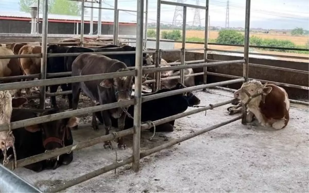 Kaçak yollarla getirilen 27 büyükbaş kesildi, sahibine para cezası uygulandı