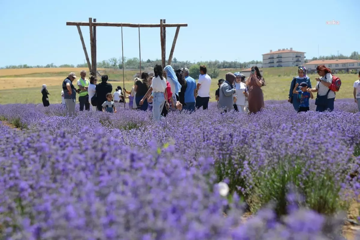 Kırşehir Belediyesi 3. Lavanta Şöleni