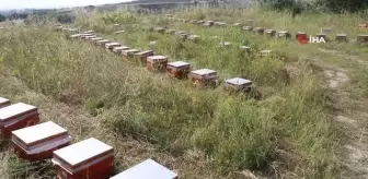 TİKA'dan Kuzey Makedonya'da arıcılara kovan ve eğitim desteği