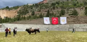 Yusufeli'de su altında kalan boğa güreşi arenası yerine yeni arena açıldı