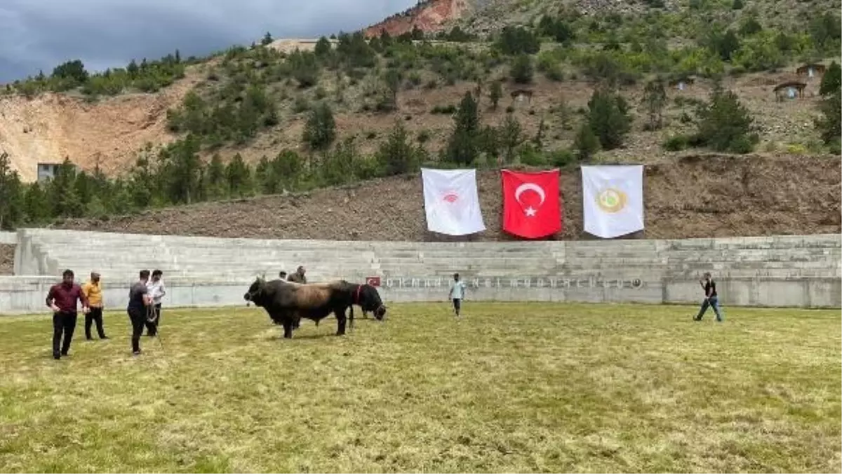 Yusufeli'de su altında kalan boğa güreşi arenası yerine yeni arena açıldı