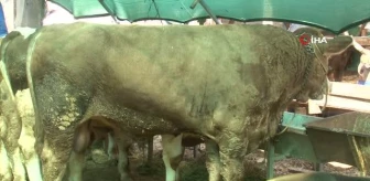 İzmir'deki hayvan pazarlarında 1 ton 650 kilogramlık dana araba fiyatına satıldı