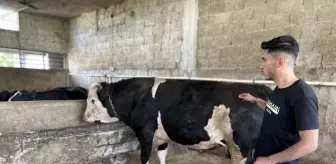 1 ton 100 kilogramlık boğa 200 bin TL'ye satılık