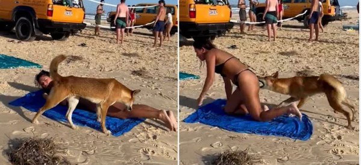 Güneşlenen kadının zor anları! Yaban köpeğinin saldırısına uğradı