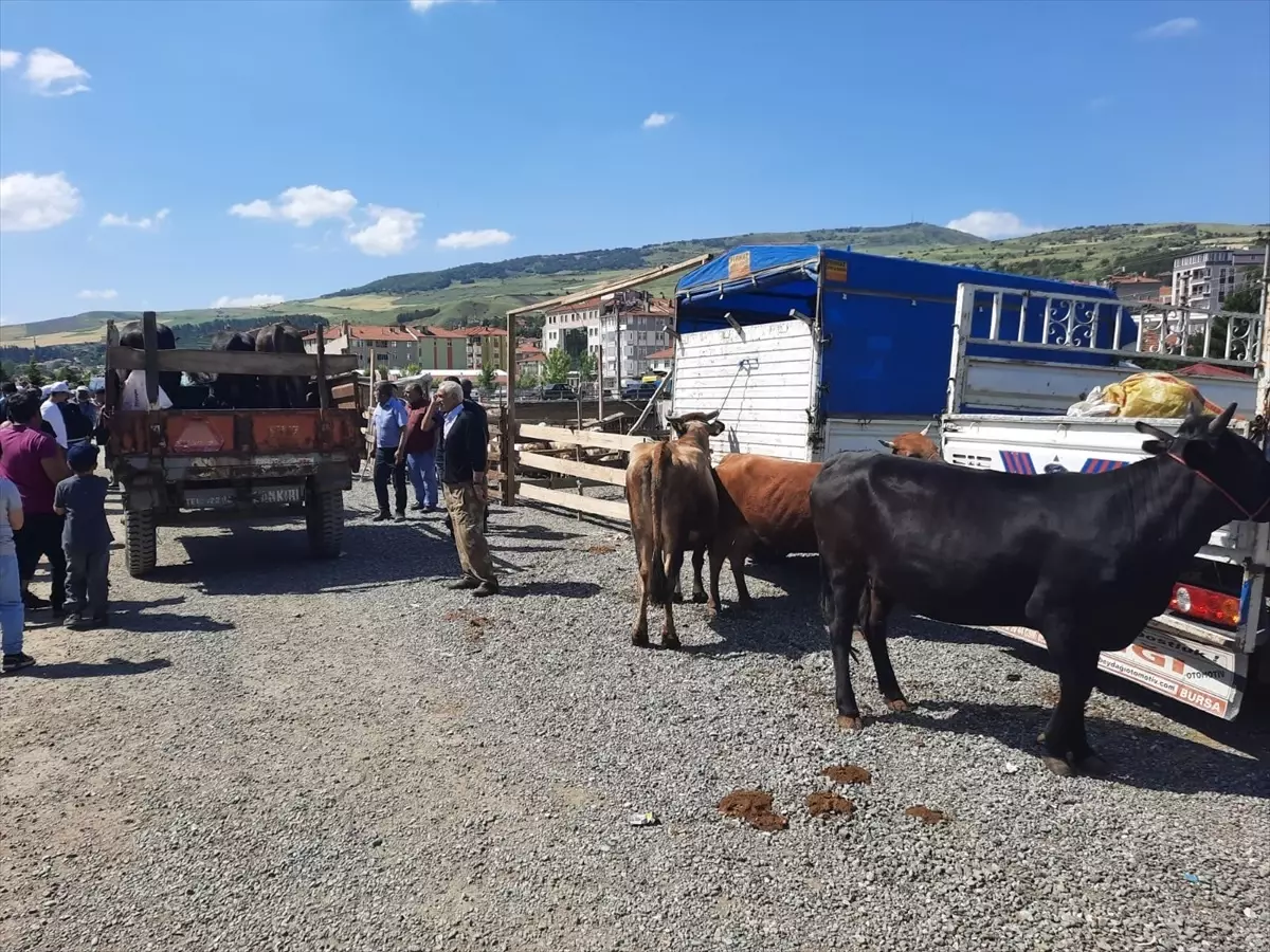 Çorum Bayat Hayvan Pazarı Yeniden Açıldı