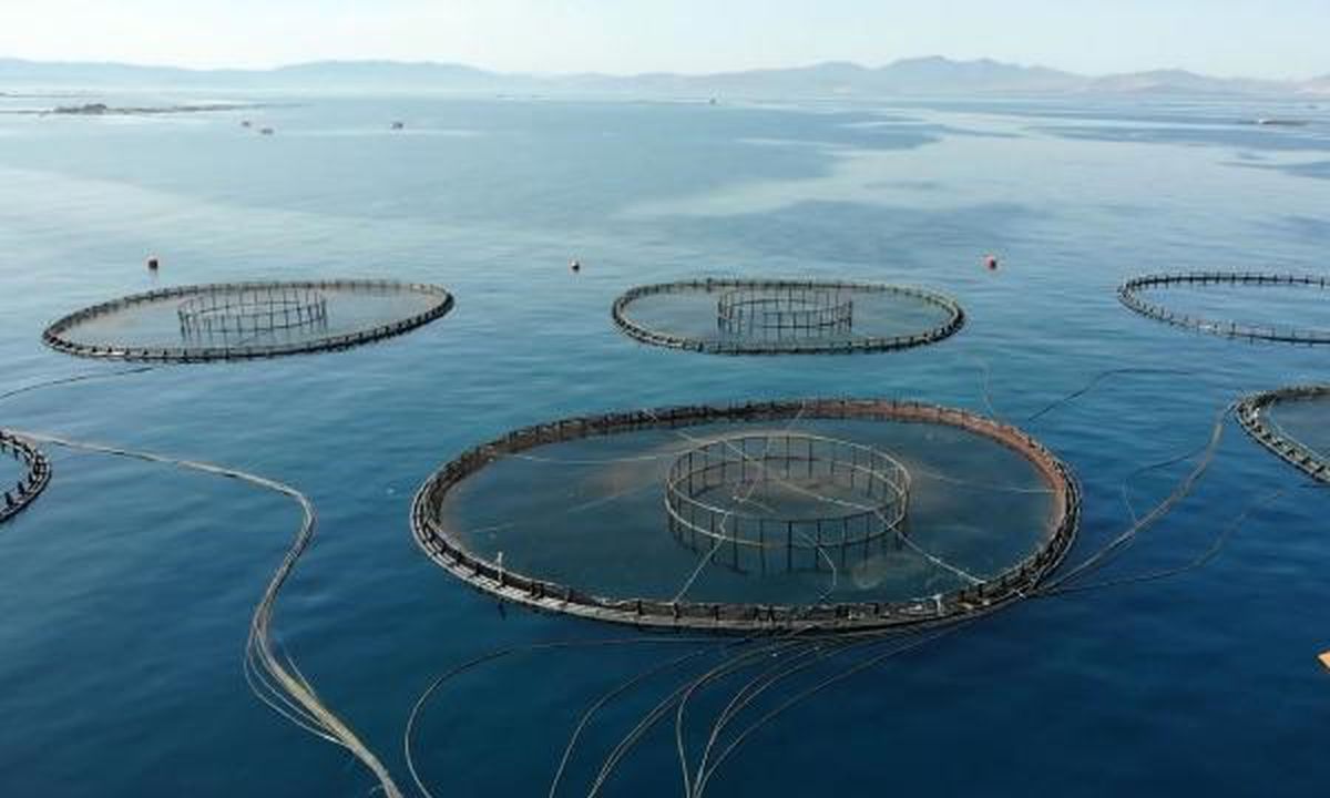 Türkiye Kültür Balıkçılığı 2022'de Üretim Rekoru Kırdı