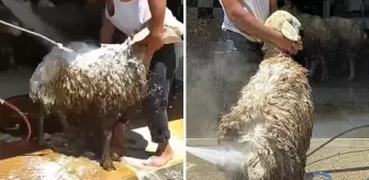 Oto yıkamacıda tepki çeken görüntü! Köpükledikleri koyunlar tazyikli suyla yıkandı