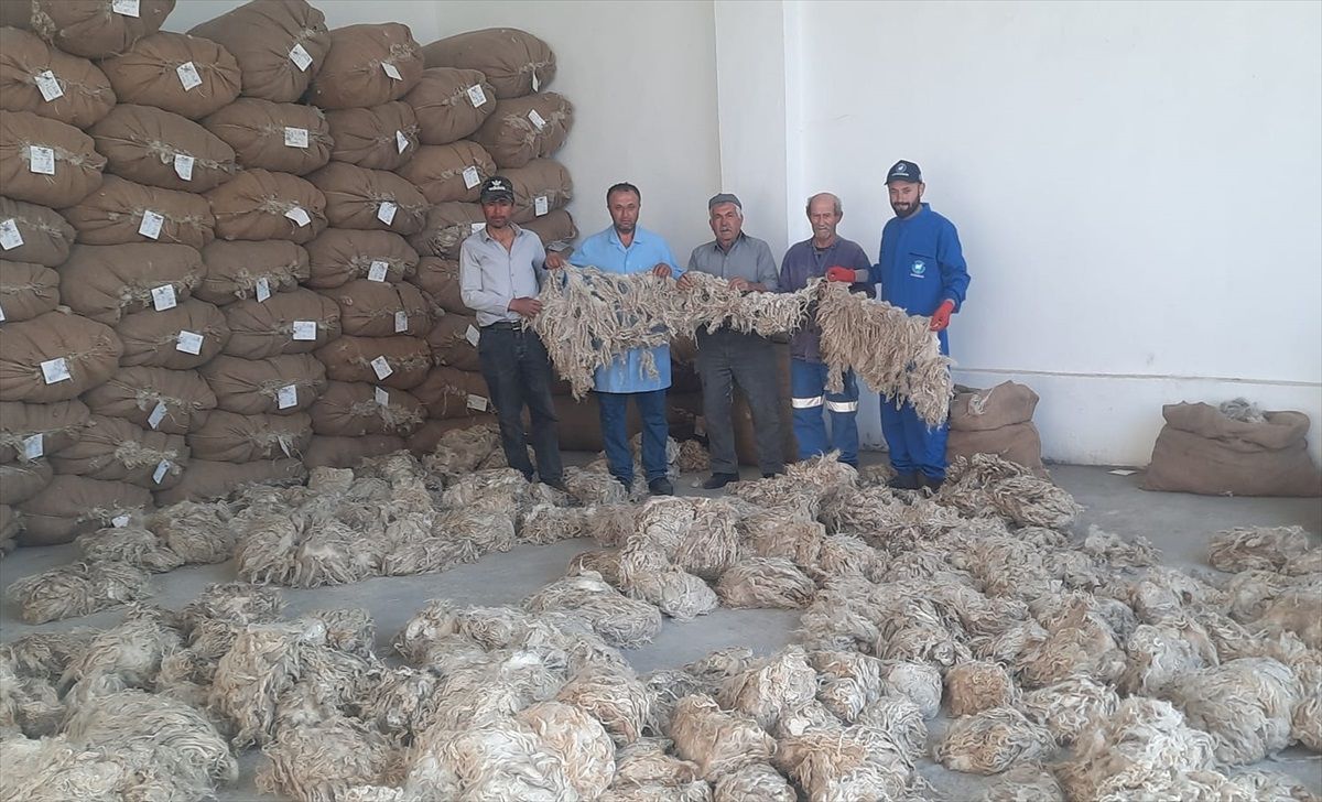 Beypazarı'nda Tiftik Alımı Tamamlandı