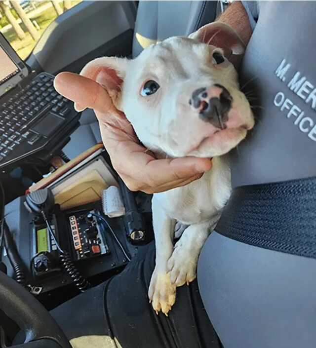 Pitbull saldırısı sonucu Florida'da bebek beş parmağını kaybetti Pitbull saldırısı sonucu Florida'da bebek beş parmağını kaybetti