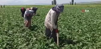 Tarım işçisi kadınlar pancar üretimi mesaisinde