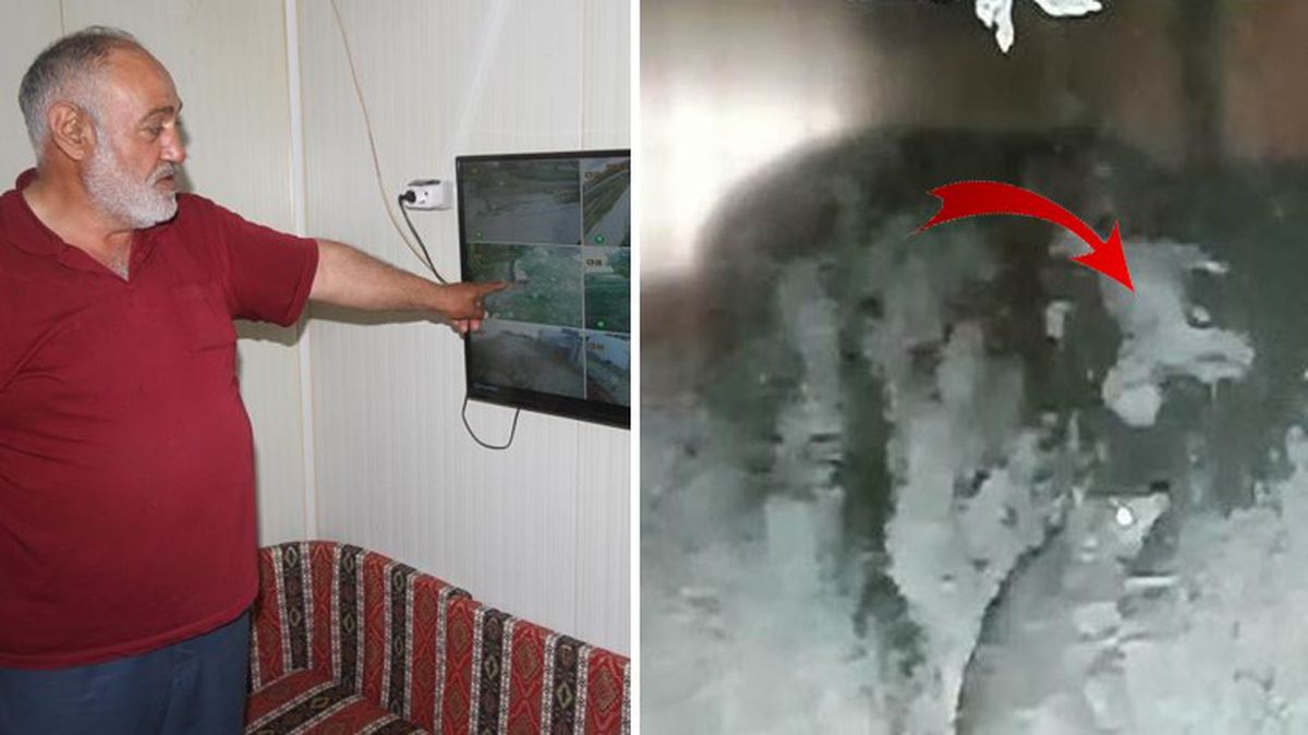 Aç kurt çiftlikteki köpeği götürdü! Görüntü sonrası tedirgin olan vatandaşlar nöbet tutmaya başladı