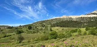 Isparta'da gül hasadı sona eriyor