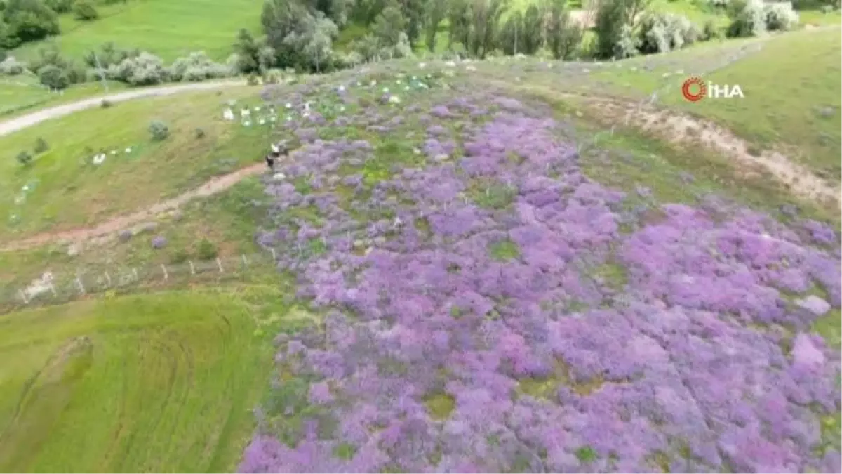 Mor kara yoncalar bozkırda kartpostallık görüntüler oluşturdu