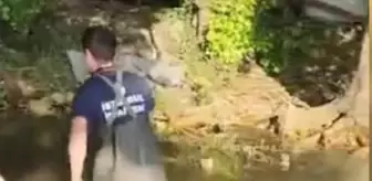 Şile'de Mahsur Kalan 4 Büyükbaş Hayvan Kurtarıldı