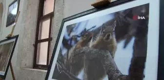 Yaban hayatı fotoğrafçısı, sattığı fotoğrafların gelirini lösemili çocuklara bağışladı