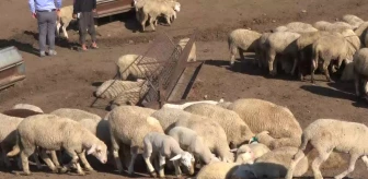 Ankara Damızlık Koyun ve Keçi Yetiştiricileri Birliği Başkanı: Küçükbaş Kurbanlık Daha Uygun Fiyatlı