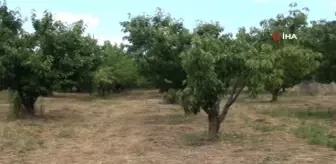 Antalya'da aşırı yağmur kirazı dalında bıraktı