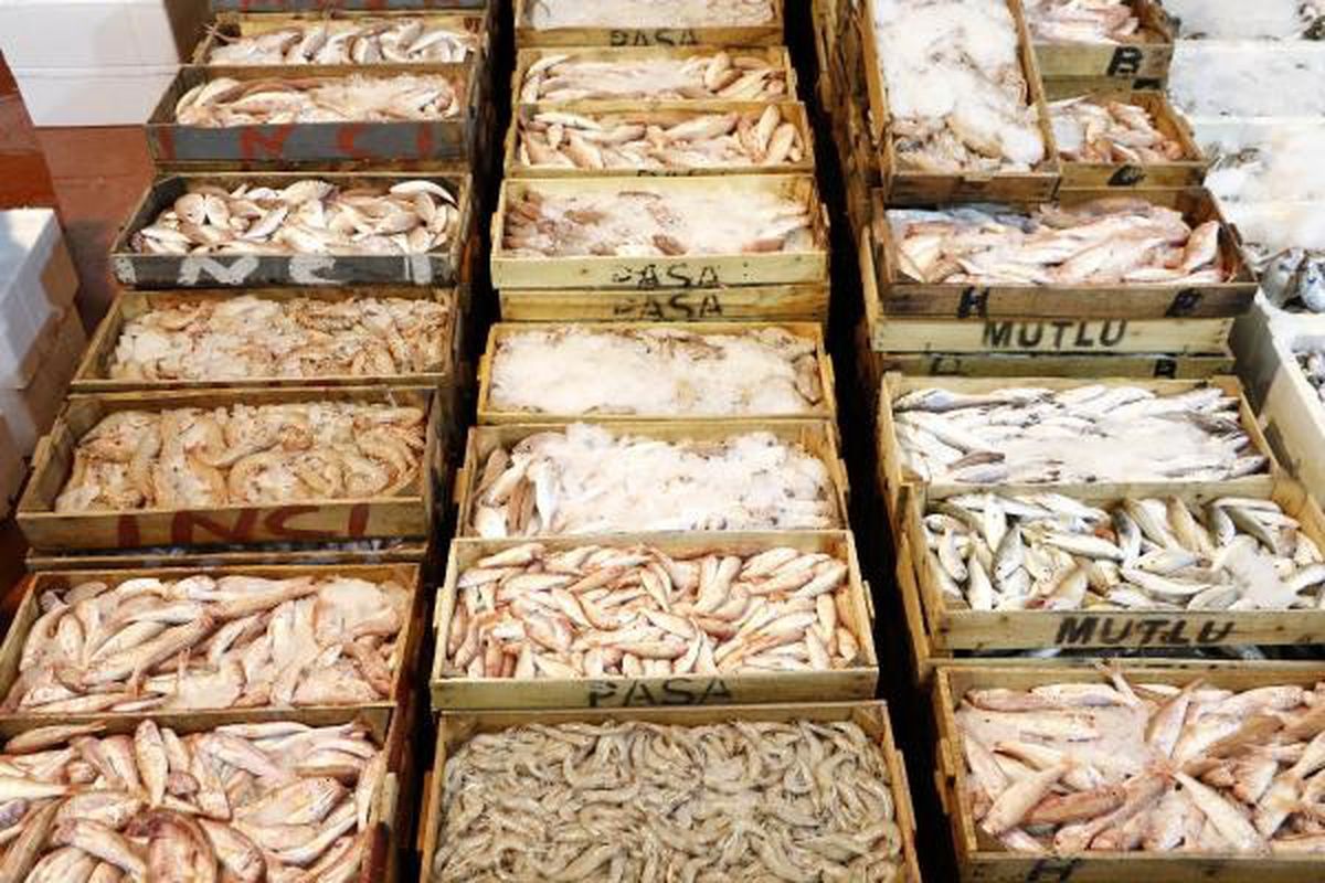 Türkiye'nin Denizlerinde Avlanan Balık Miktarı 4 Yılda Yüzde 32 Azaldı