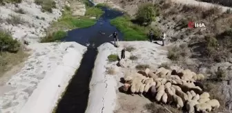 Hatay'da kurbanlık hayvanlar ırmakta serinliyor