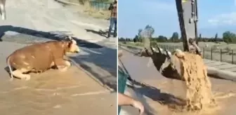 Su kanalına düşen boğa nefes kesen hamleyle böyle kurtarıldı