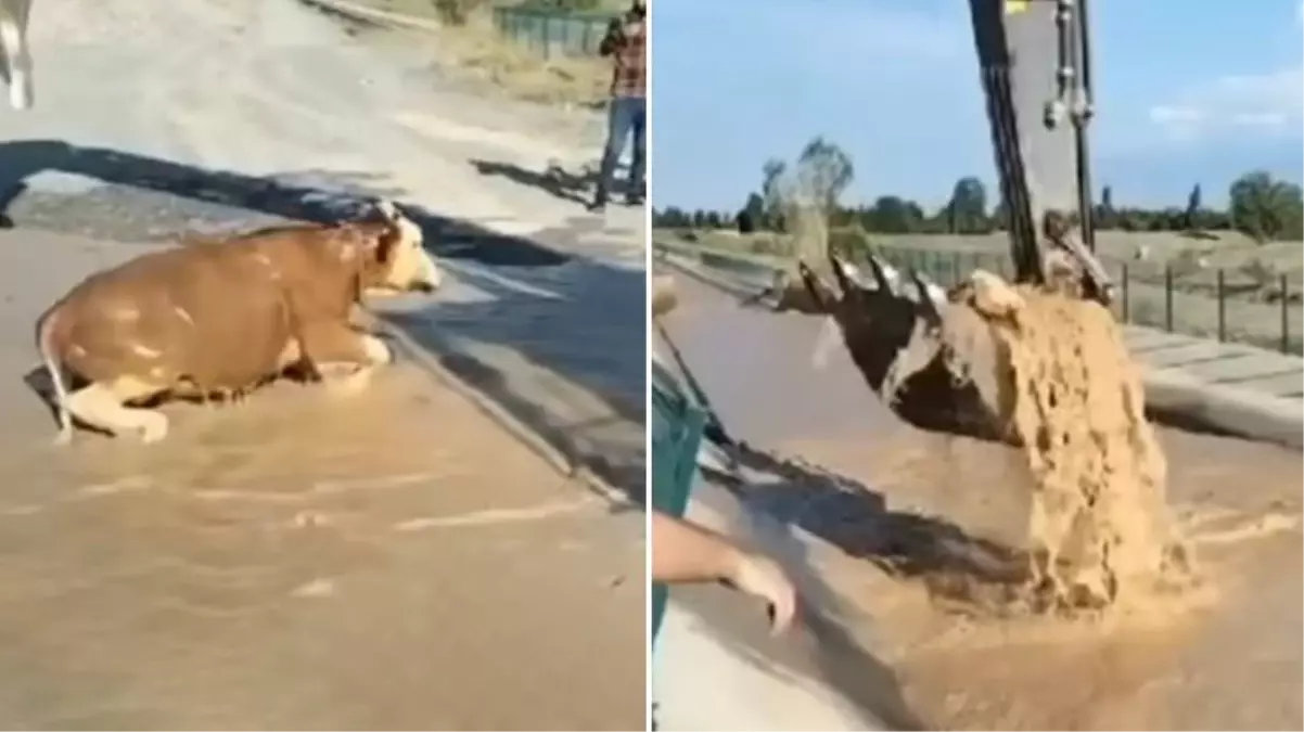 Su kanalına düşen boğa nefes kesen hamleyle böyle kurtarıldı