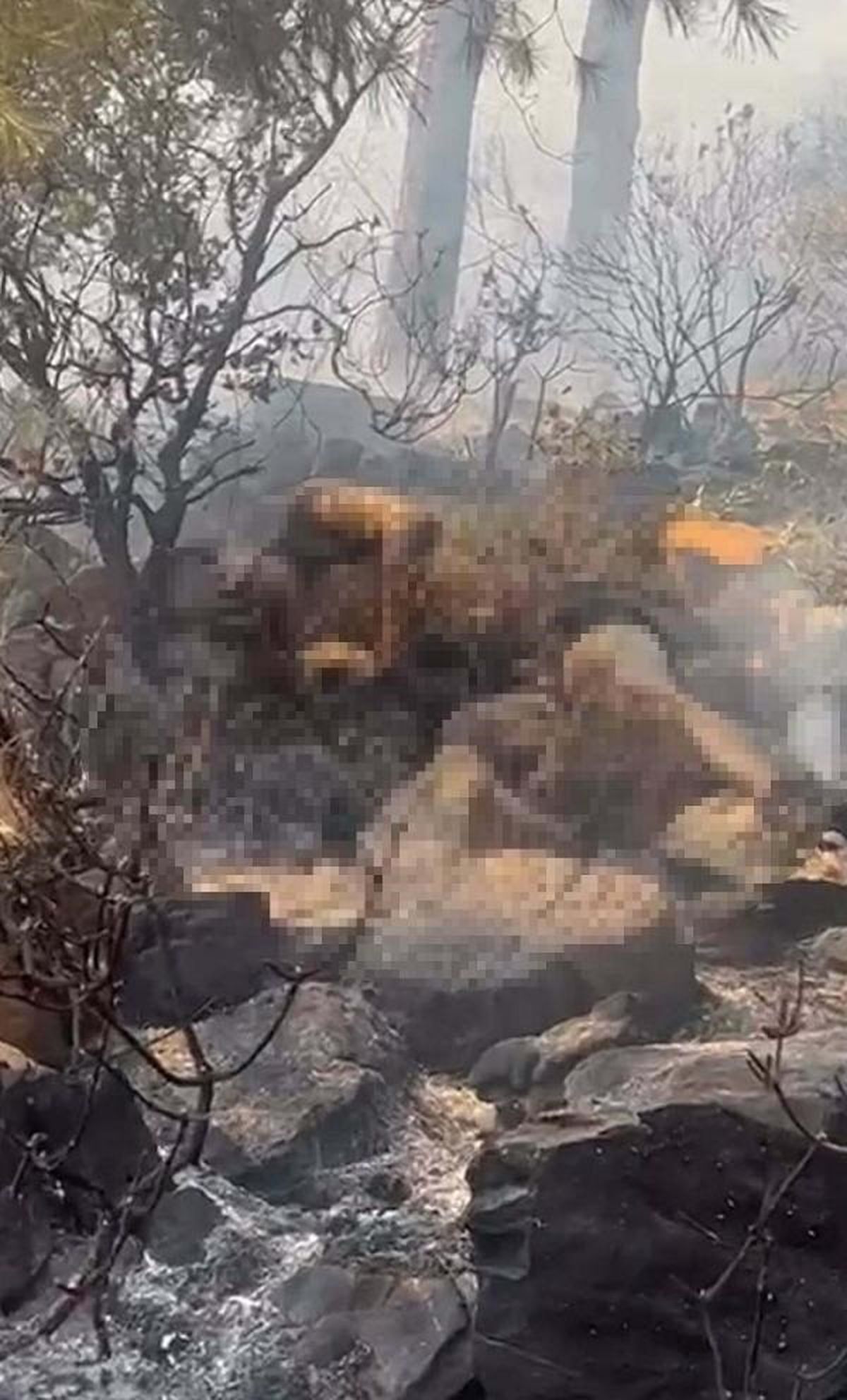 Marmaris'teki orman yangınında bulunan cesedin kimliği belli oldu
