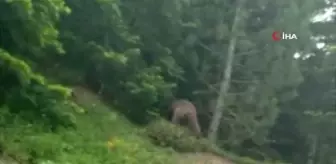 Kastamonu'da yerleşim yerlerine kadar inen ayılar böyle görüntülendi