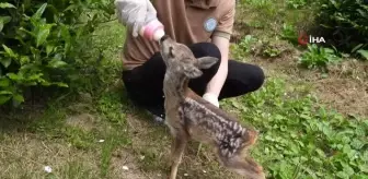 Kuyudan çıkarılan yavru karaca Zümrüt'e özenle bakılıyor