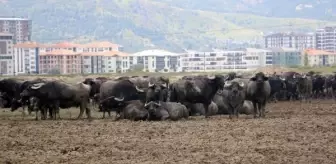 Afyonkarahisar'da Mandalar Kurban Olarak Kesiliyor