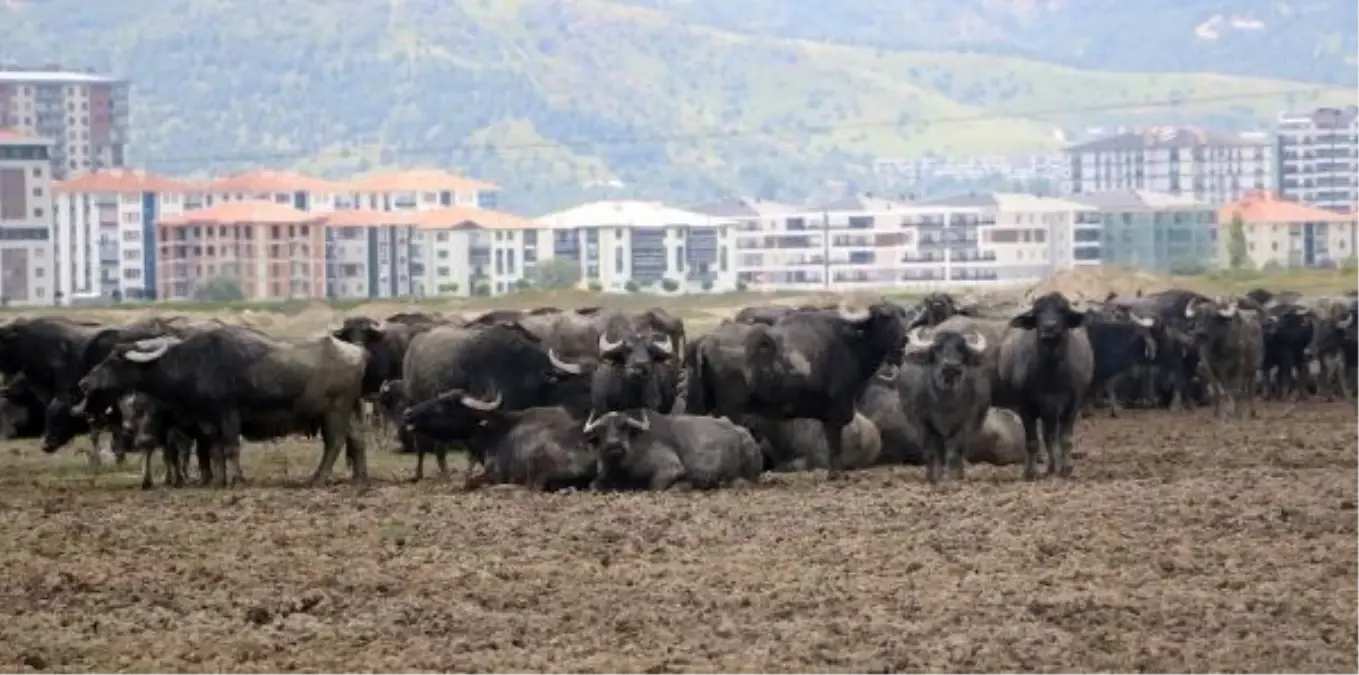 Afyonkarahisar'da Mandalar Kurban Olarak Kesiliyor