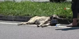 Yaralı köpek için seferber oldular