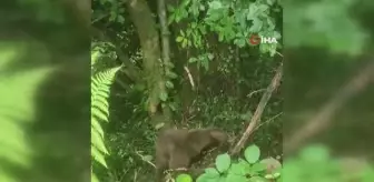 Arı kovanlarına ulaşmak isteyen ayı çelik tellere dolandı