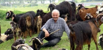 İstanbul'un ortasında kurbanlık hayvanlar otlatılıyor