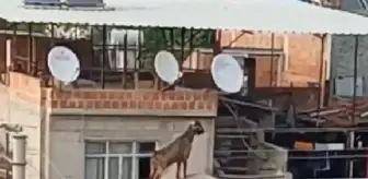 Adana'da kaçan kurbanlık keçi çatıdan çatıya atladı