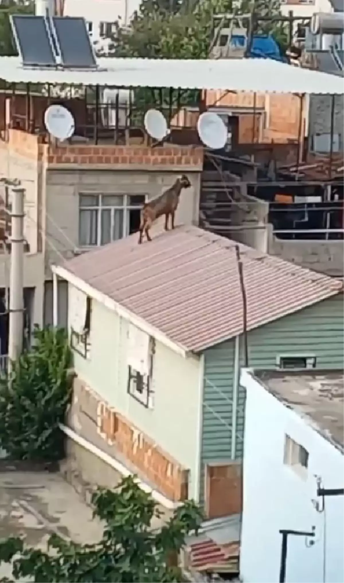 Adana'da kaçan kurbanlık keçi çatıdan çatıya atladı