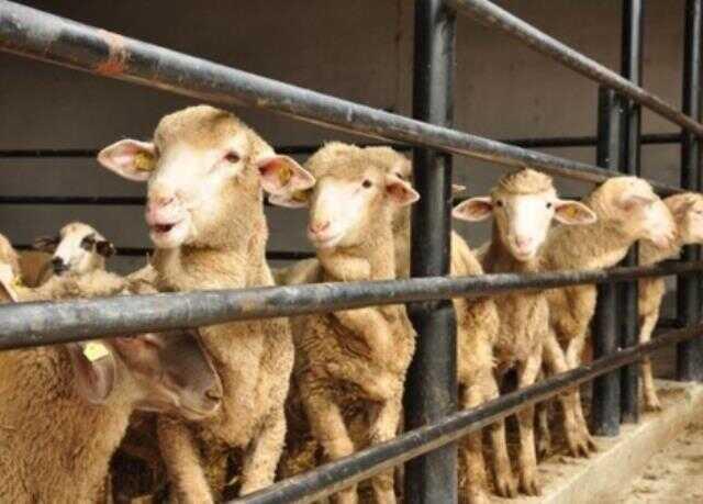 Kurban Bayramı'nda eczaneler açık mı, kapalı mı 2023? Kurban Bayramı 1. 2. 3. günü eczaneler açık mı?