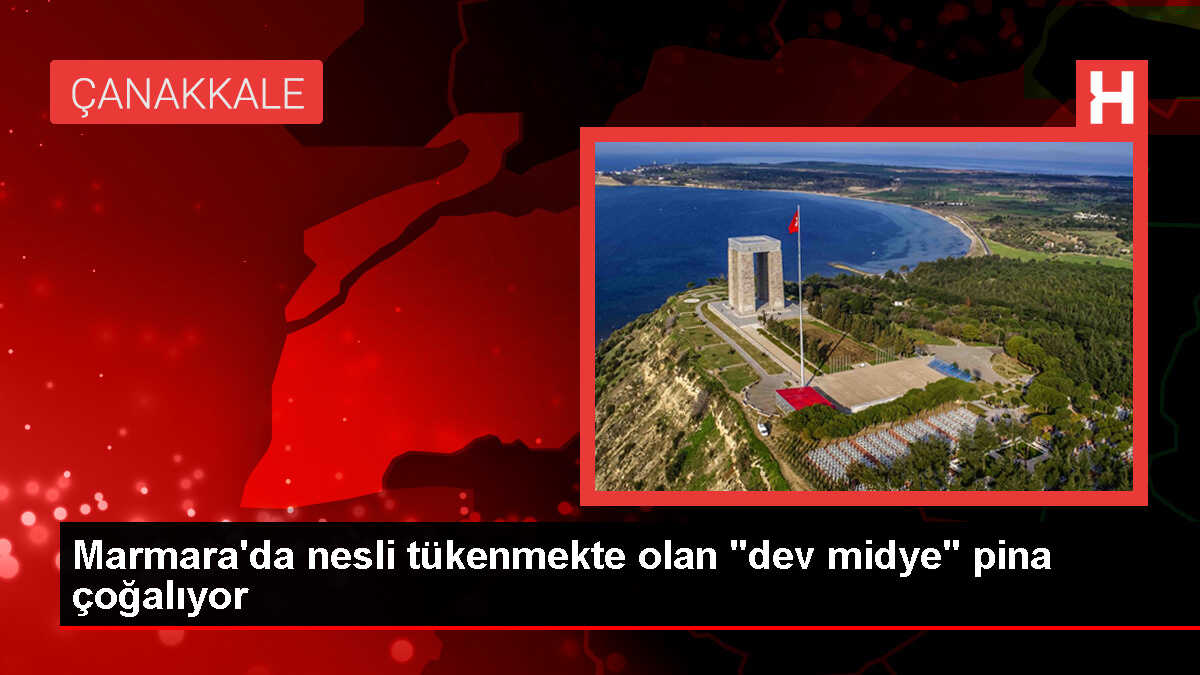 Marmara Denizi'nde nesli tükenme tehlikesi altındaki pina popülasyonu artıyor