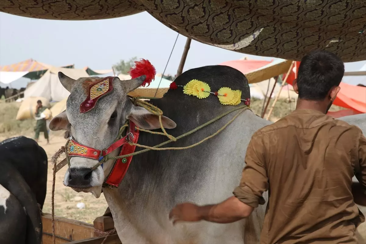 Pakistan'da Kurban Pazarları Takılarla Süslenen Kurbanlıklarla Dolu